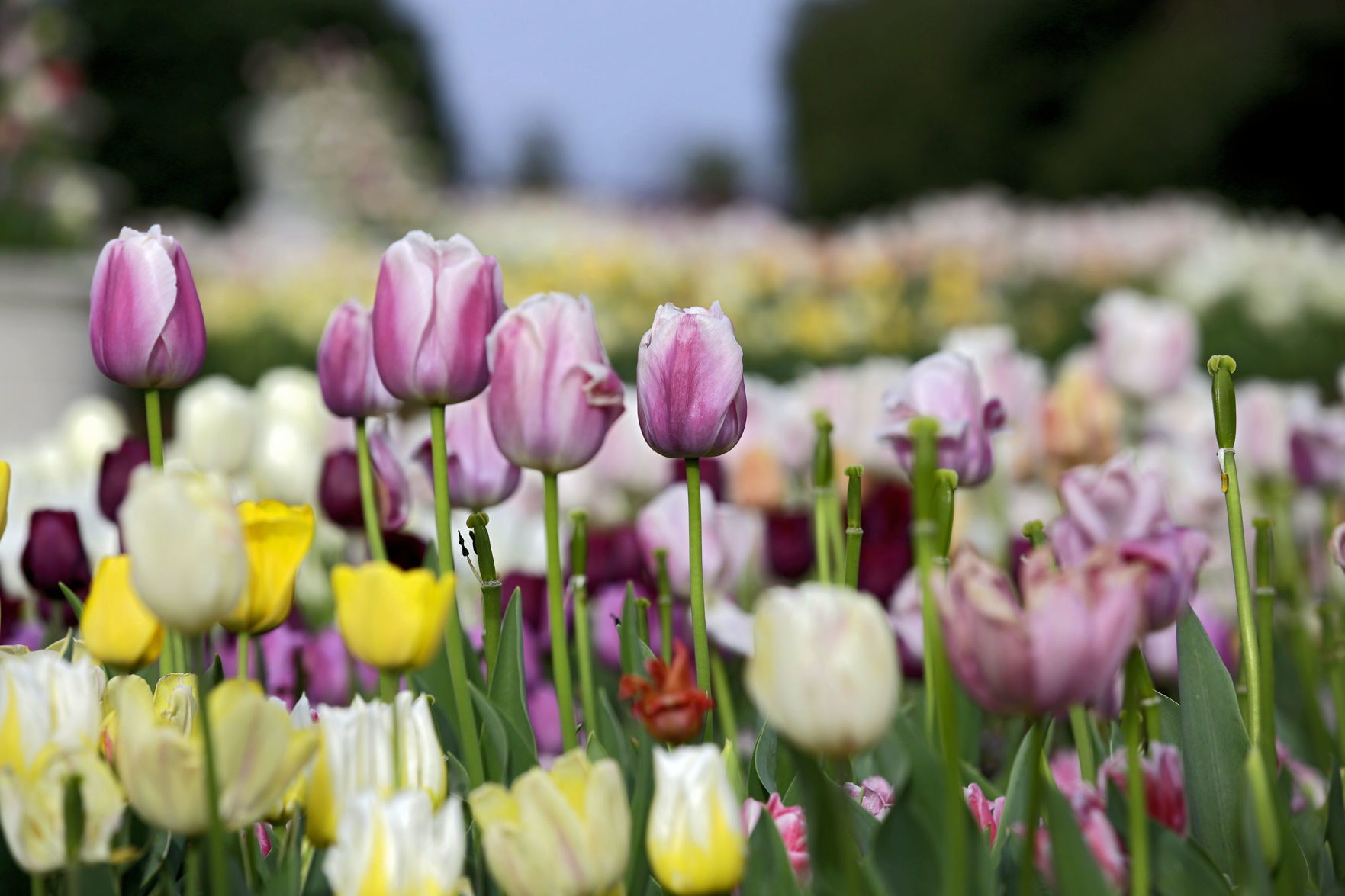 Tulsa Botanic Garden
